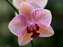 Phal.hyb.009